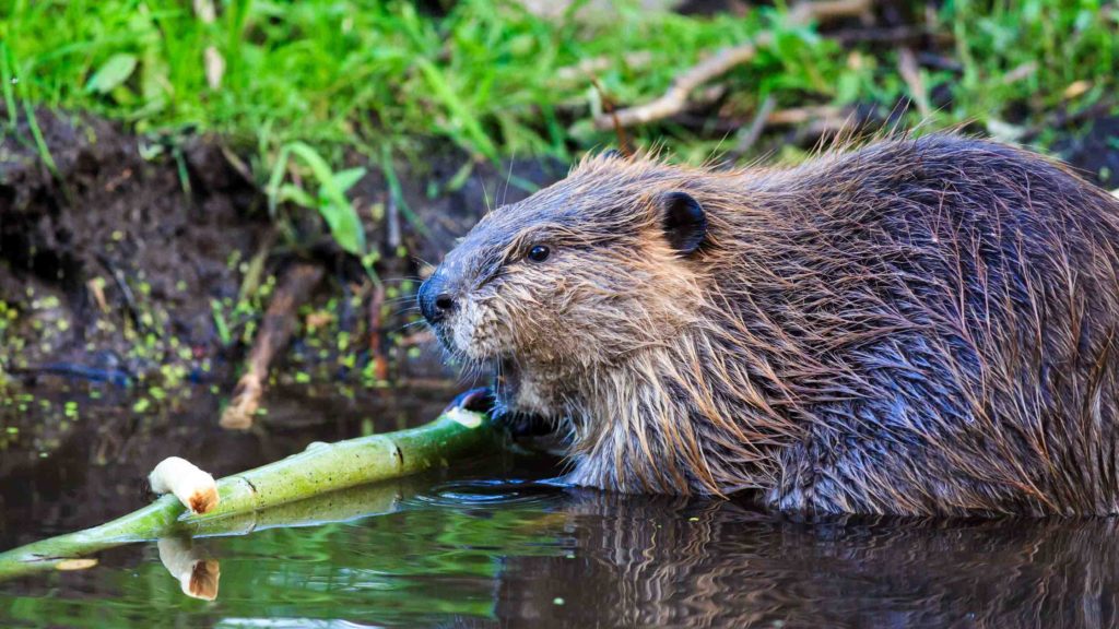 American Beaver in Grand Teton National Park | Jackson Hole Wildlife