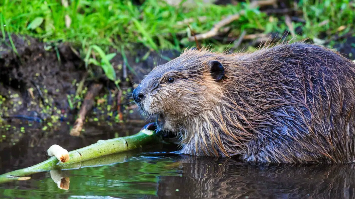 American Beaver In Grand Teton National Park Jackson Hole Wildlife