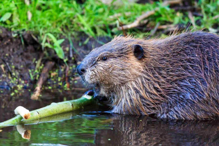 A Beaver Along The Bank Of The Snake River In Grand Teton National Park