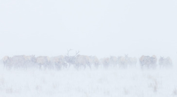 Herd of elk on the National Elk Refuge of Jackson Hole