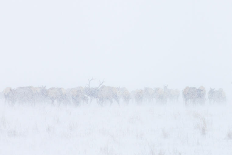 Herd of elk on the National Elk Refuge of Jackson Hole