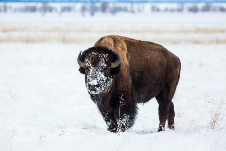 Bison with snow covered face in Jackson Hole