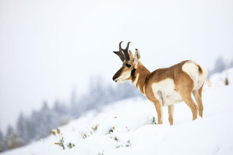 pronghorn in the snow in Grand Teton National Park, Jackson Hole Wyoming