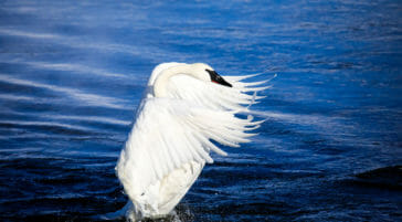 Trumpeter swan along creek in Jackson Hole