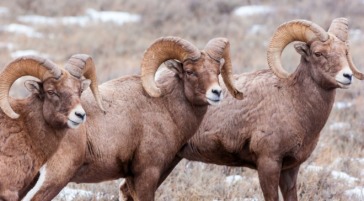 Bighorn sheep rams National Elk Refuge Jackson Hole