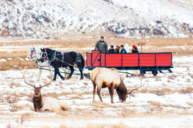 Elk refuge sleigh ride jackson hole