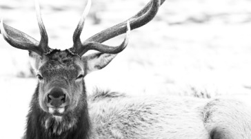 Bull elk on the National Elk Refuge in winter