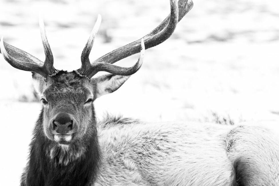 Bull elk on the National Elk Refuge in winter