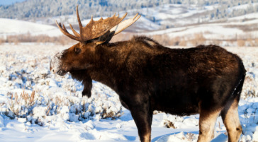 Bull Moose in Grand Teton National Park winter
