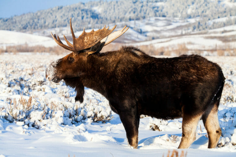 Bull Moose in Grand Teton National Park winter
