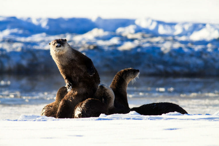 River Otters along Snake River in Jackson Hole