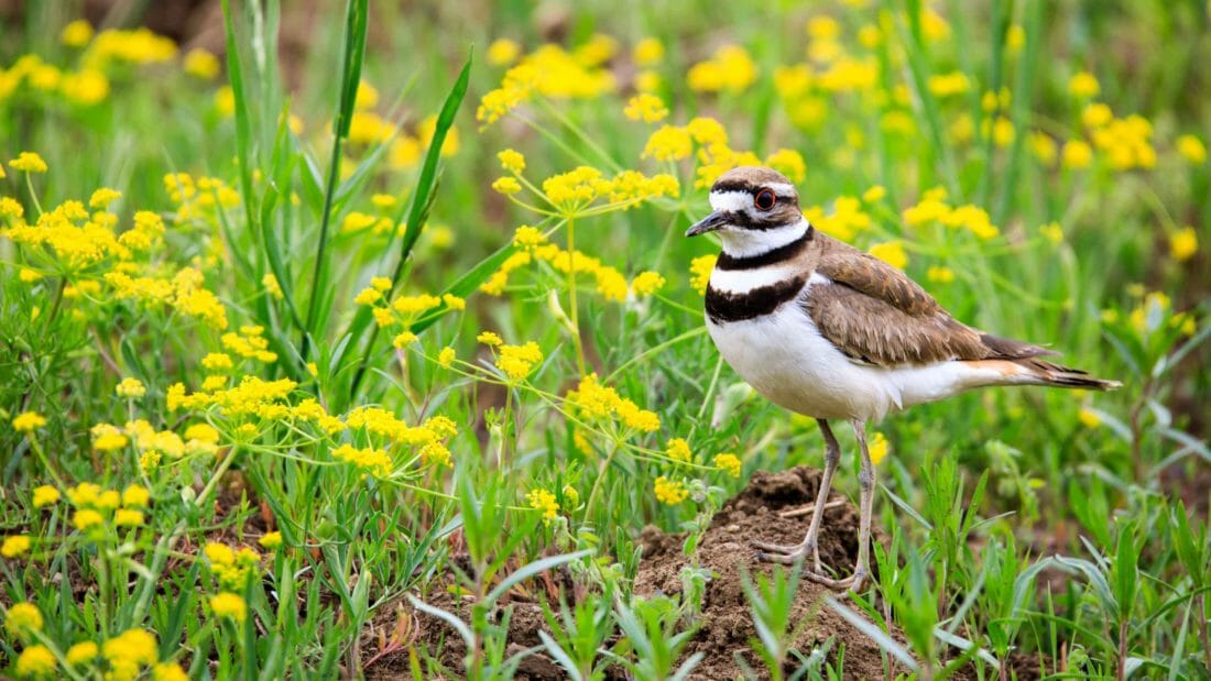 Killdeer in flowers Grand Teton National Park