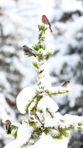 birds on a snowy tree