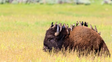 bison in the field with birds on his back in Grand Teton National Park, Jackson Hole.