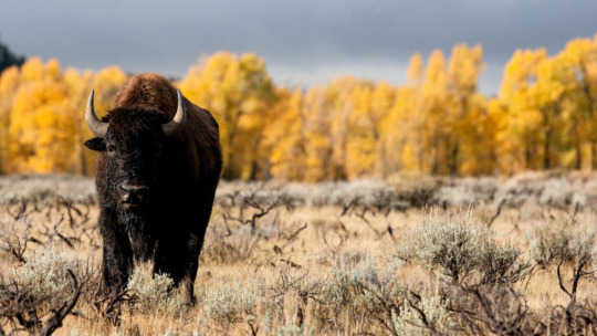 Bison facing forward in Grand Teton National Park