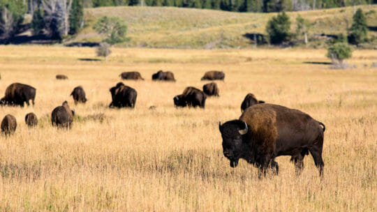 bison herd on field