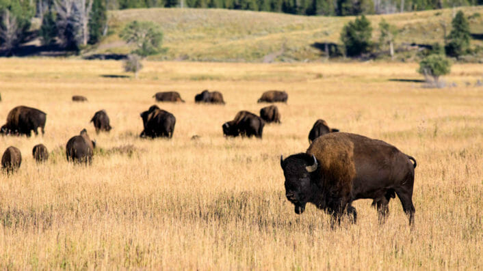 bison herd on field