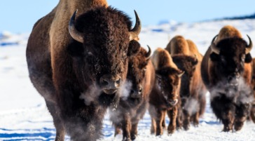 Bison Herd