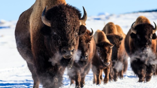 Bison Herd