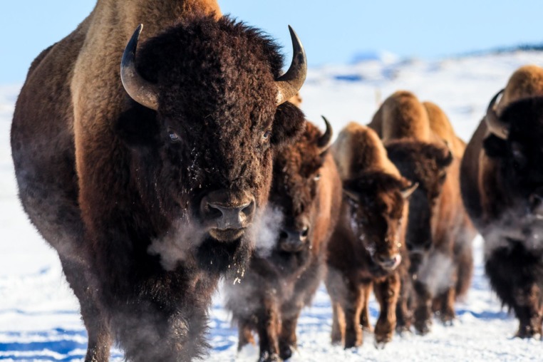 Bison Herd