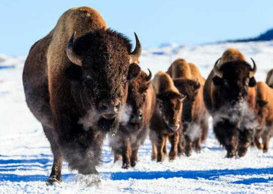 Bison in Hayden Valley Yellowstone National Park winter