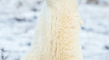 polar bear smelling the air on the Hudson Bay