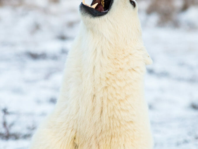 polar bear smelling the air on the Hudson Bay