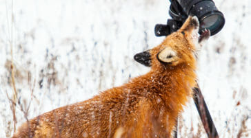 Red fox checking out a camera near Churchill, Manitoba