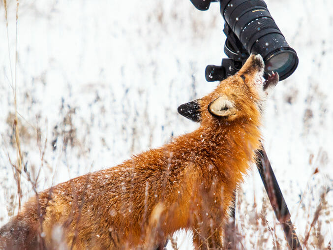 Red fox checking out a camera near Churchill, Manitoba