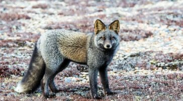 Cross fox in Churchill Manitoba Canada