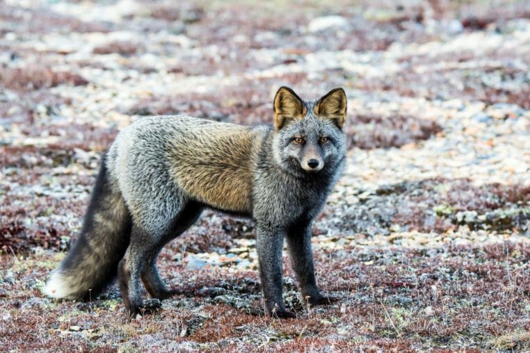 Cross fox in Churchill Manitoba Canada