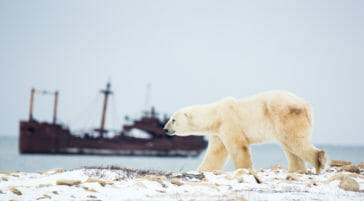 Polar bear walking along the Hudson Bay coastline with a shipwreck in the background