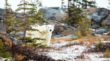 Polar bear in the Tiaga forest of Manitoba