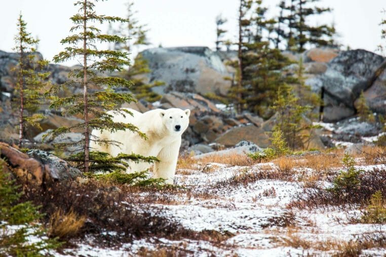 Polar bear in the Tiaga forest of Manitoba