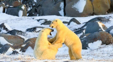 Polar bears sparring near Churchill Manitoba