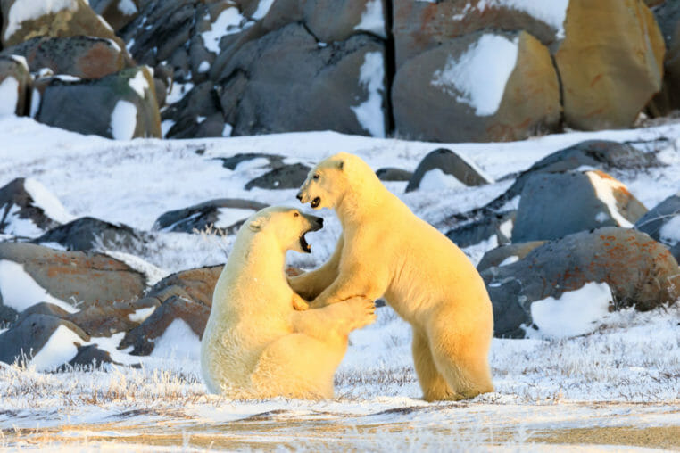 Polar bears sparring near Churchill Manitoba