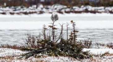 Snowy owl perched near Churchill Manitoba