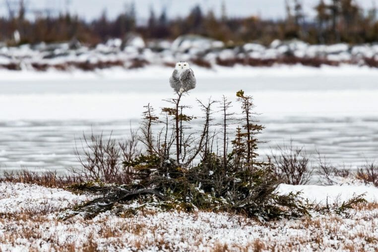 Snowy owl perched near Churchill Manitoba