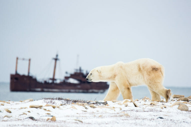 Polar bear walking along the Hudson Bay coastline with a shipwreck in the background