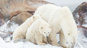 Polar bear sow and cubs waiting for the Hudson Bay to freeze near Churchill, Manitoba