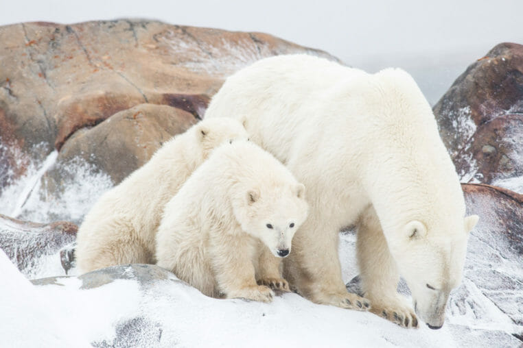 Polar bear sow and cubs waiting for the Hudson Bay to freeze near Churchill, Manitoba