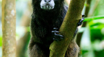 Tamarin monkeys are common in the Amazon Rainforest