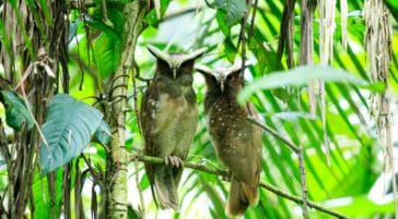 two owls in the amazon rainforest