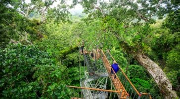 bridge in the amazon