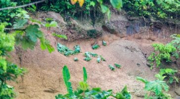 green birds in the amazon