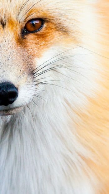 Red fox close up in Grand Teton National Park, Wyoming
