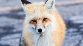 Red fox during winter in northern Grand Teton National Park