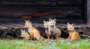 group of red fox kits in Grand Teton National Park