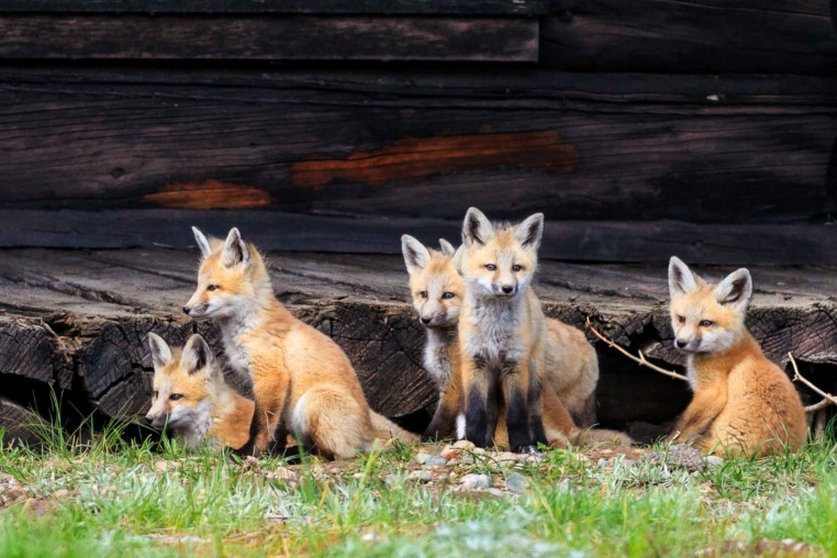group of red fox kits in Grand Teton National Park