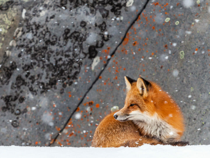 red fox lying in snow in Churchill Manitoba